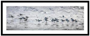 New Art Released - Sandpipers